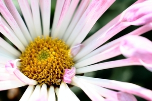 Uber Exif Photo