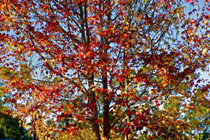 Uber Exif Photo