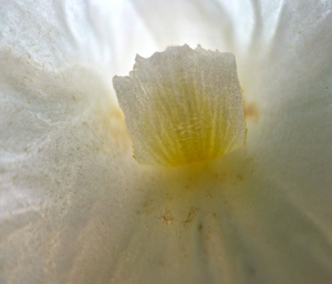 Uber Exif Photo