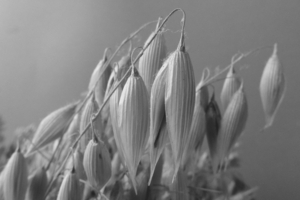 Uber Exif Photo