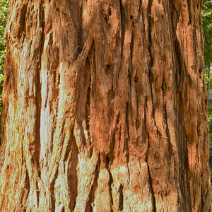 Uber Exif Photo