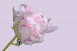 Uber Exif Photo