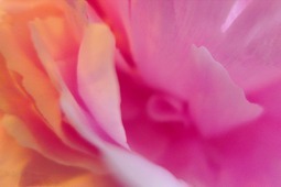 Uber Exif Photo
