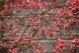 Uber Exif Photo