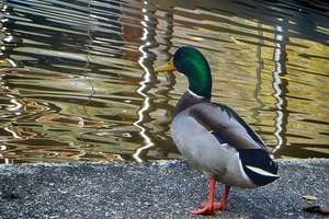 Uber Exif Photo