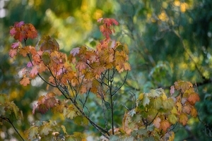 Uber Exif Photo