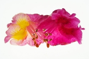 Uber Exif Photo