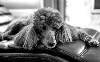 Uber Exif Photo