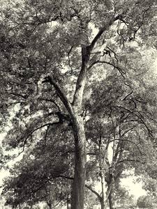 Uber Exif Photo