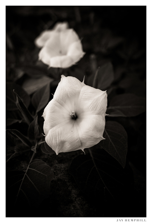 Uber Exif Photo