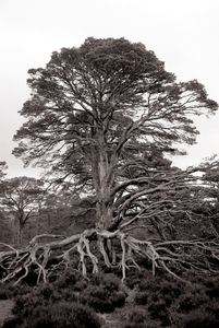 Uber Exif Photo