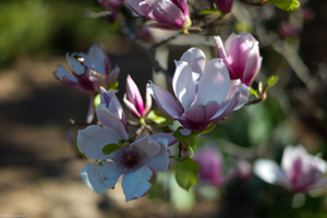 Uber Exif Photo