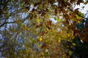 Uber Exif Photo