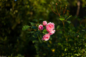 Uber Exif Photo