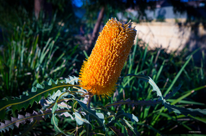 Uber Exif Photo
