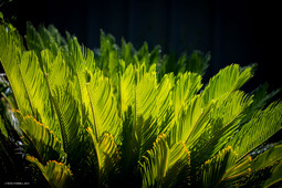 Uber Exif Photo