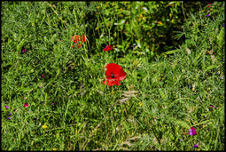 Uber Exif Photo