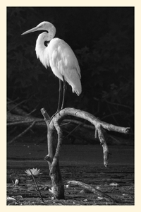 Uber Exif Photo