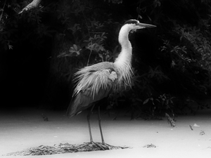 Uber Exif Photo