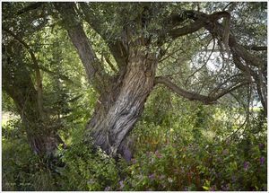 Uber Exif Photo