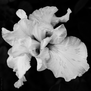 Uber Exif Photo