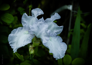 Uber Exif Photo