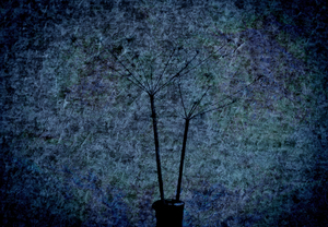 Uber Exif Photo