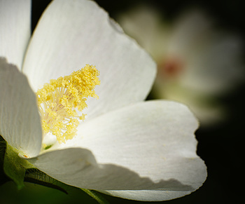 Uber Exif Photo