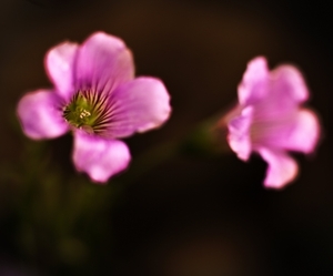 Uber Exif Photo