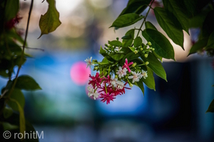 Uber Exif Photo