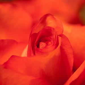 Uber Exif Photo
