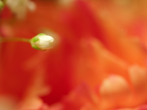 Uber Exif Photo