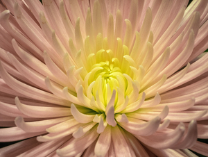 Uber Exif Photo