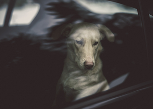 Uber Exif Photo