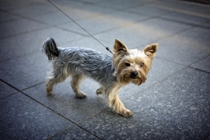 Uber Exif Photo