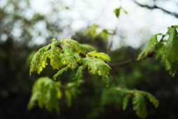 Uber Exif Photo