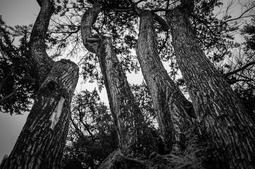 Uber Exif Photo