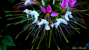 Uber Exif Photo