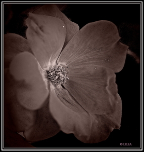 Uber Exif Photo
