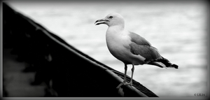 Uber Exif Photo