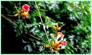 Uber Exif Photo