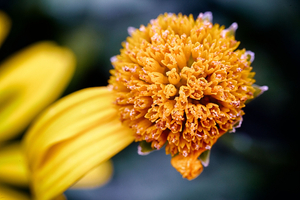 Uber Exif Photo
