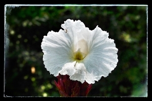 Uber Exif Photo