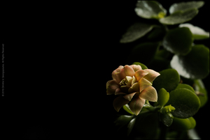 Uber Exif Photo