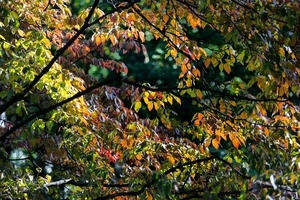 Uber Exif Photo