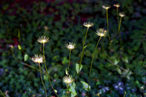 Uber Exif Photo