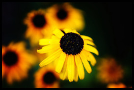 Uber Exif Photo