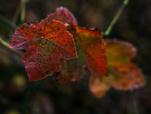 Uber Exif Photo