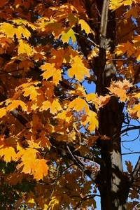 Uber Exif Photo